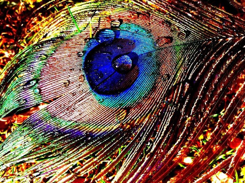 Peacock Feather — Blue, Vibrant