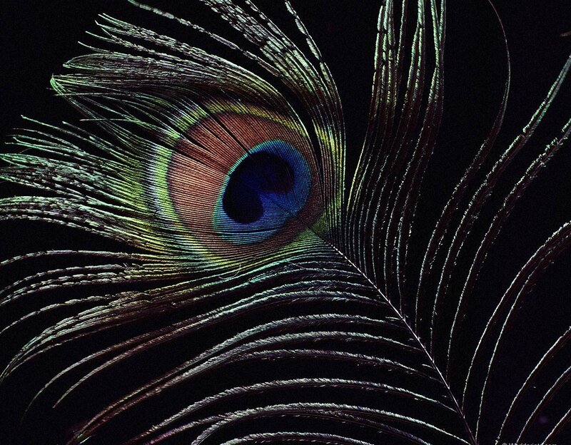 Peacock feather close-up