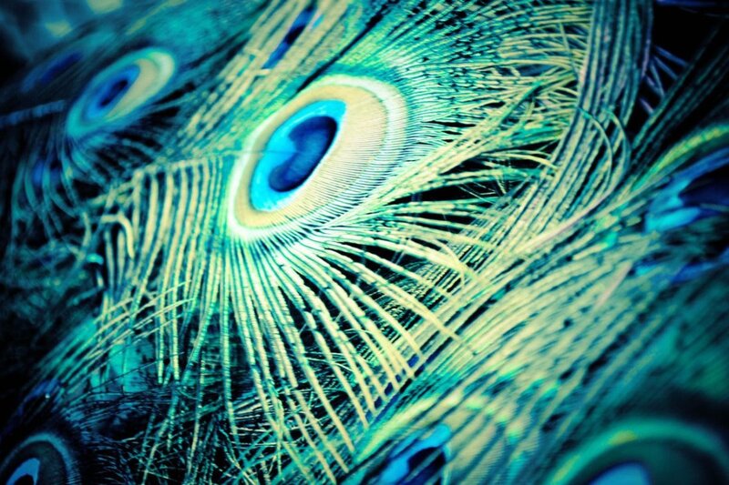 Peacock Feather Close-up — Blue