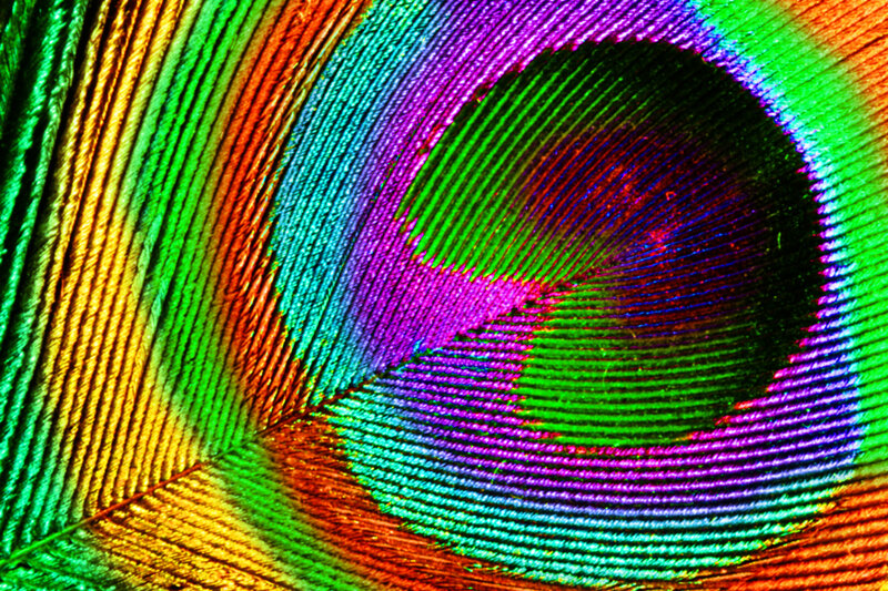 Peacock Feather Detail — Green