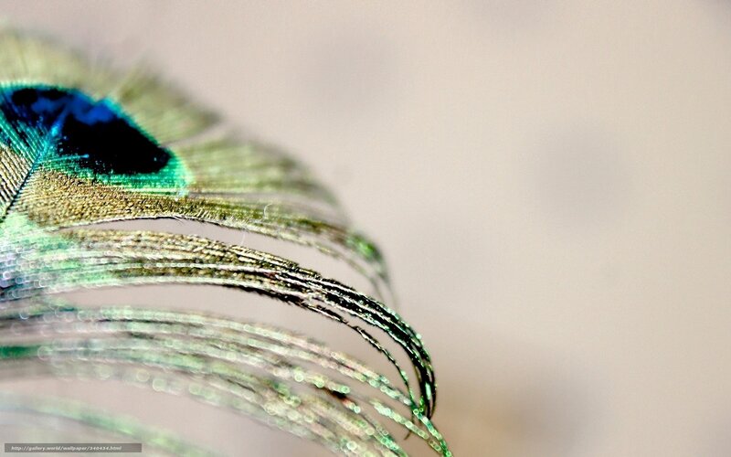 Peacock Feather Detail