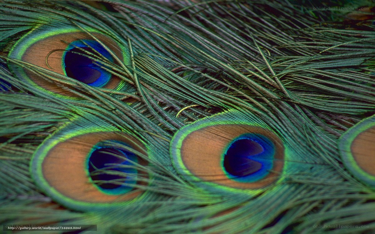 Peacock feather details