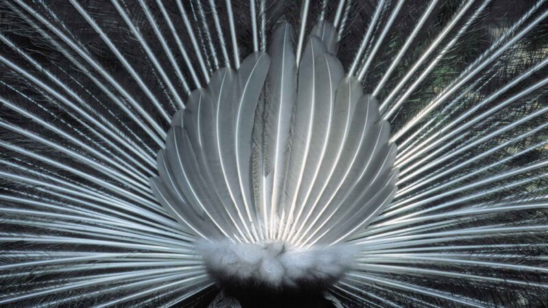 peacock feather display