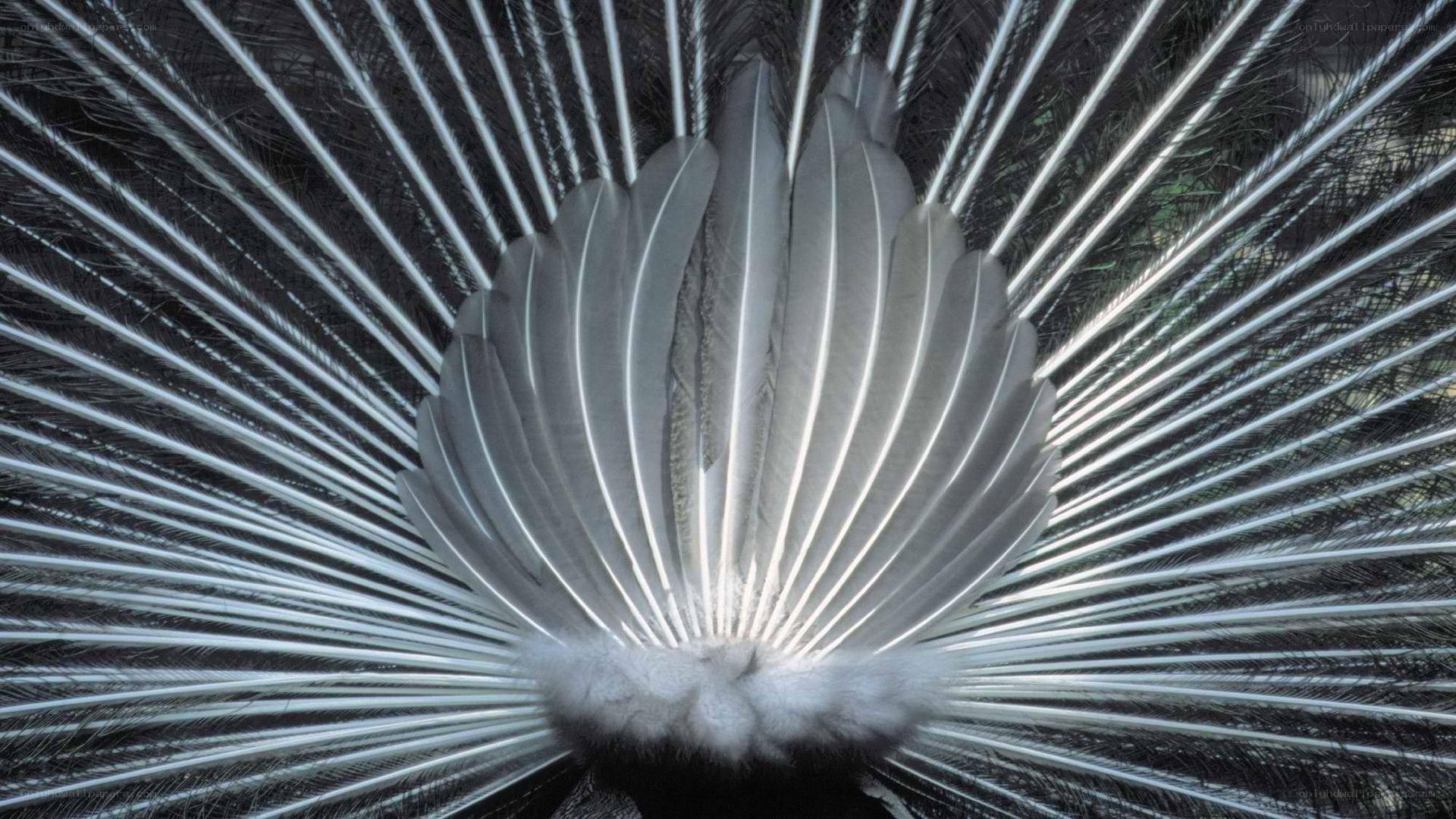 peacock feather display