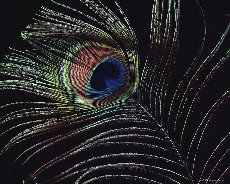 Peacock Feather Eye — Black