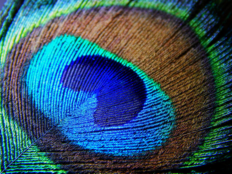 Peacock Feather Eye — Blue, Detailed, Photograph