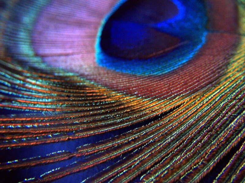 Peacock Feather Eye — Blue, Detailed