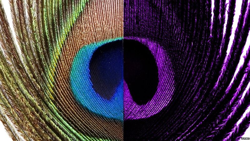 Peacock Feather Eye — Blue, Dramatic