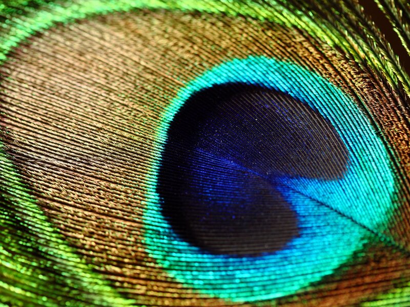 Peacock Feather Eye — Blue, Natural