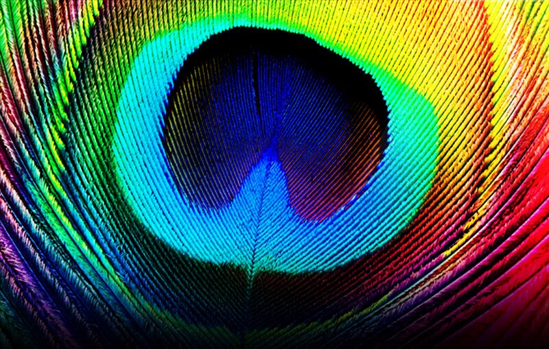 Peacock Feather Eye — Blue, Vibrant