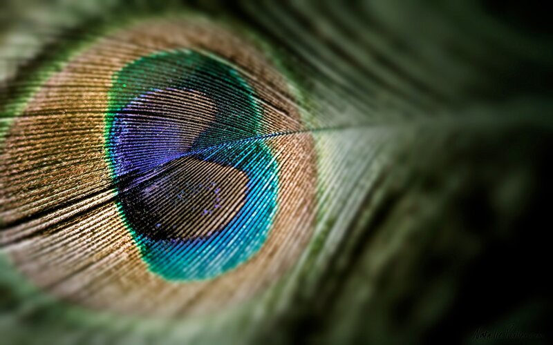 Peacock Feather Eye — Brown