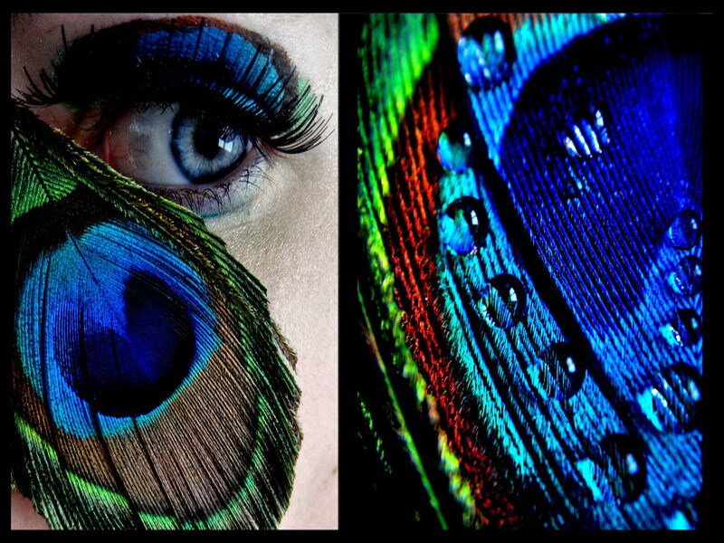 peacock feather eye close-up