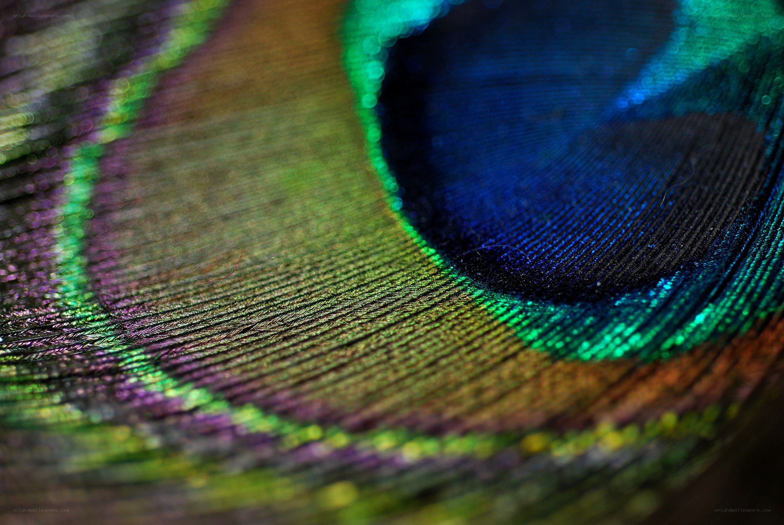 peacock feather eye detail