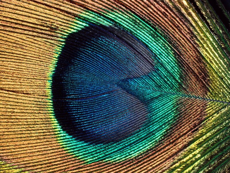 peacock feather eye detail