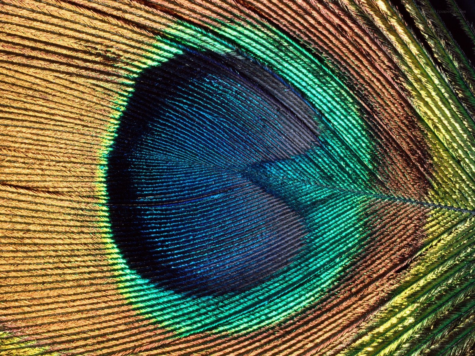 peacock feather eye detail