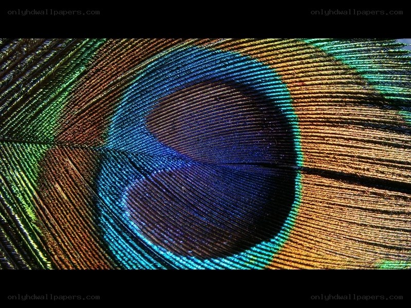 Peacock feather eye detail