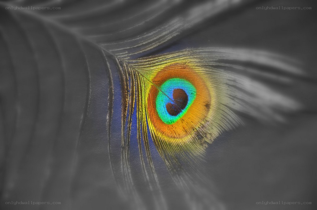 peacock feather eye detail