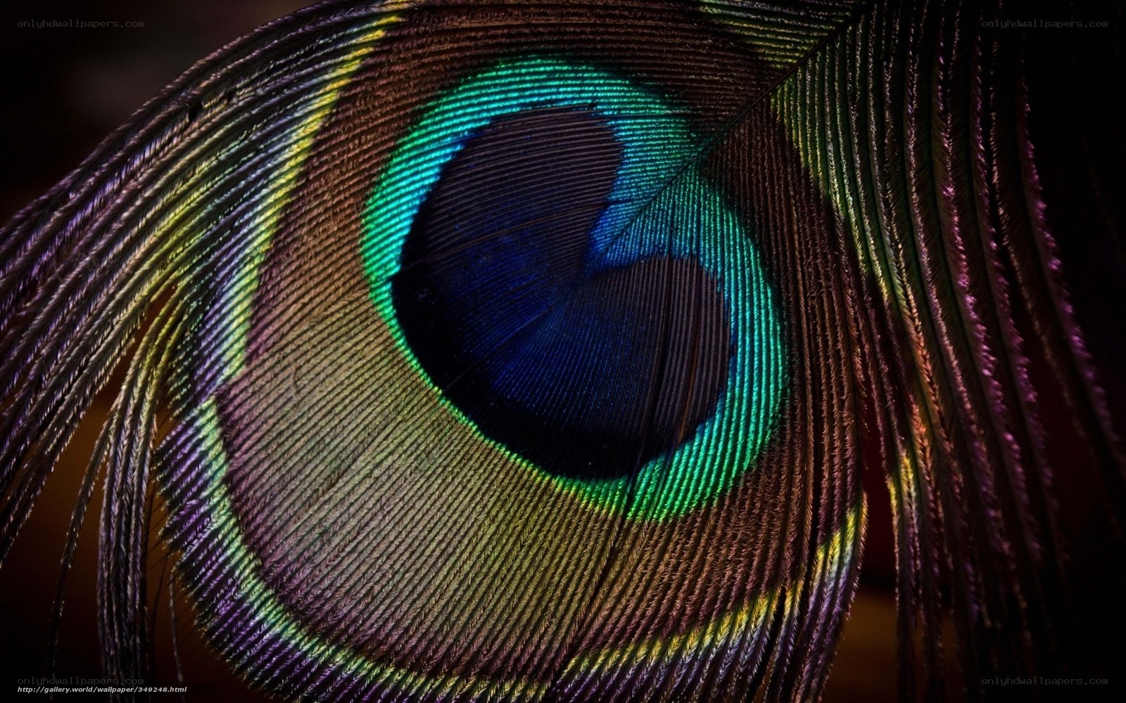 peacock feather eye detail