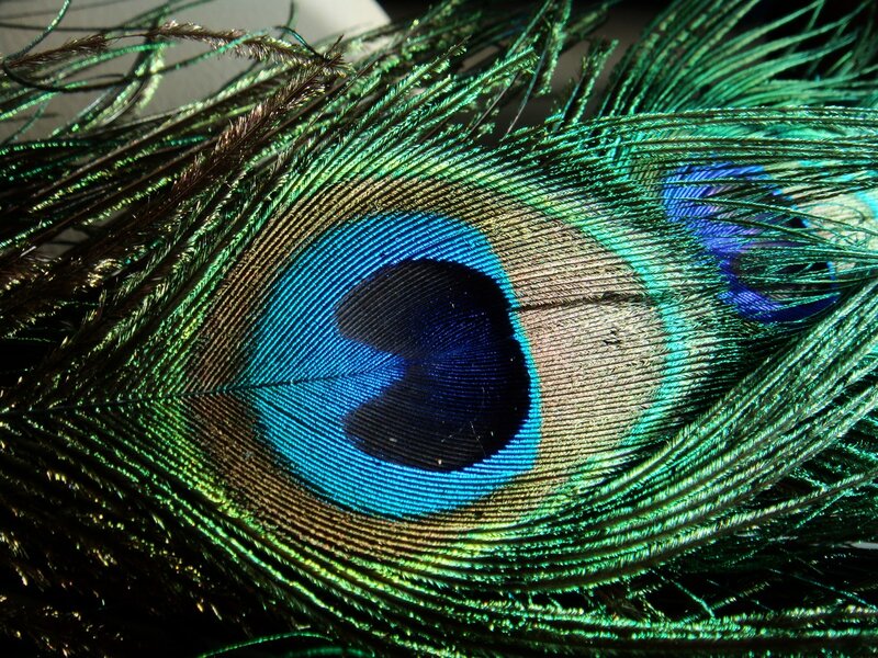 Peacock Feather Eye — Green, Detailed, Photograph, Eye Pattern