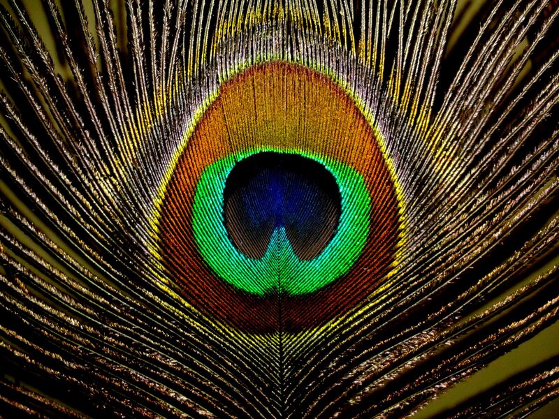 Peacock Feather Eye — Green, Detailed, Photograph