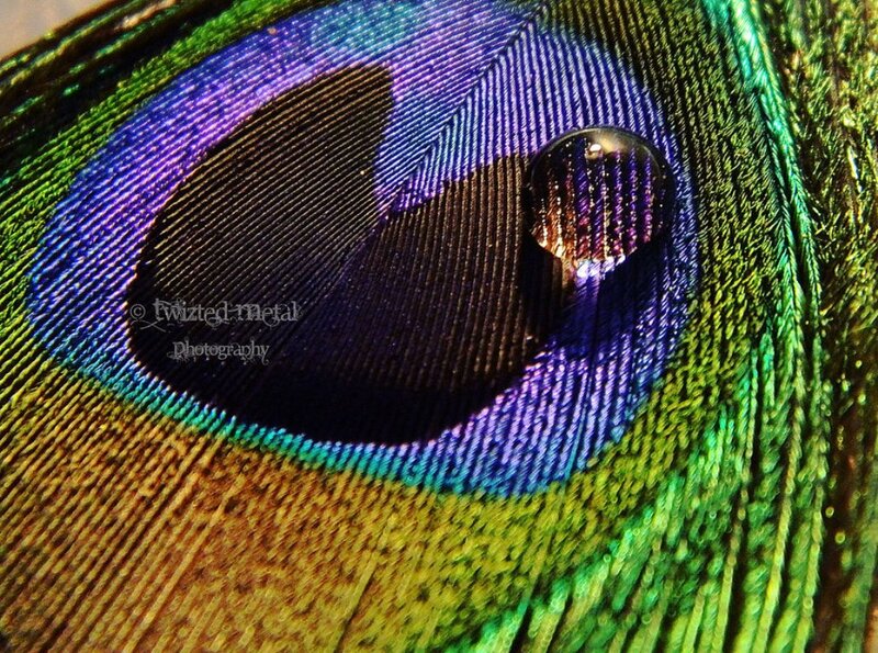 Peacock Feather Eye — Green, Detailed