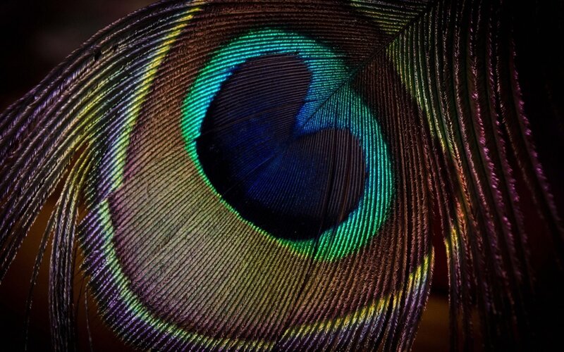 Peacock Feather Eye — Green, Dramatic, Photograph, Eye Pattern, Blue, Purple