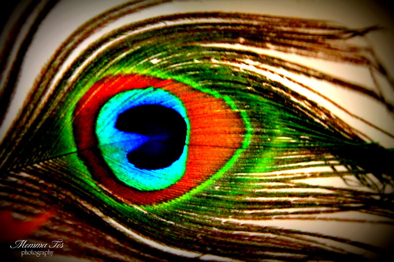Peacock Feather Eye — Green, Dramatic, Photograph, Eye Pattern