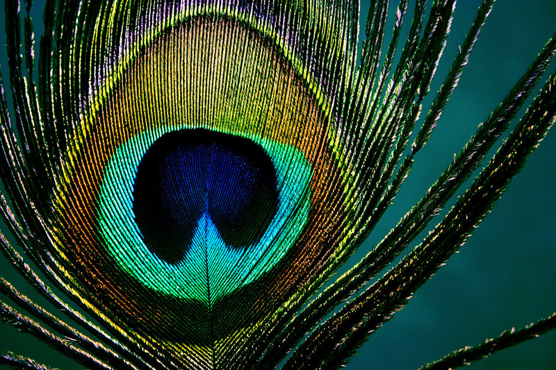 Peacock Feather Eye — Green, Dramatic, Photograph