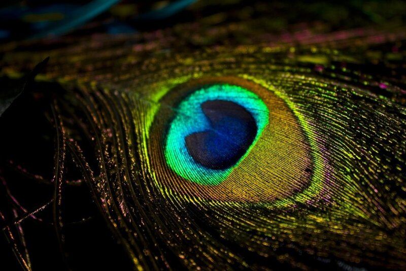 Peacock Feather Eye — Green, Dramatic