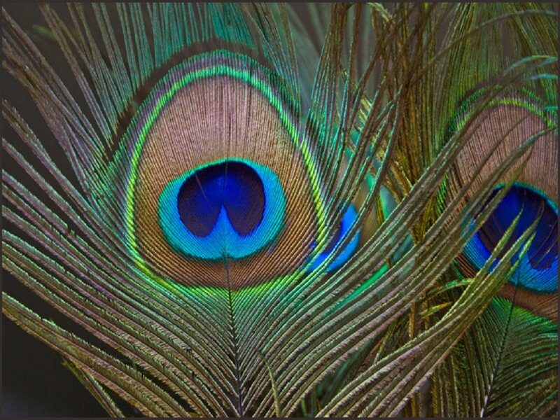 Peacock Feather Eye — Green, Natural