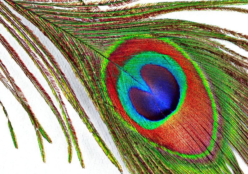 Peacock Feather Eye — Green, Vibrant, Photograph, Eye Pattern, Blue