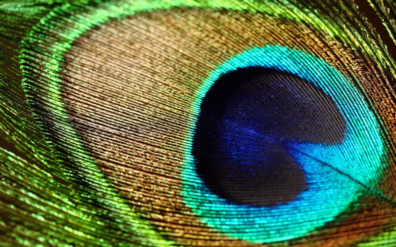 Peacock Feather Eye — Green, Vibrant, Photograph, Eye Pattern