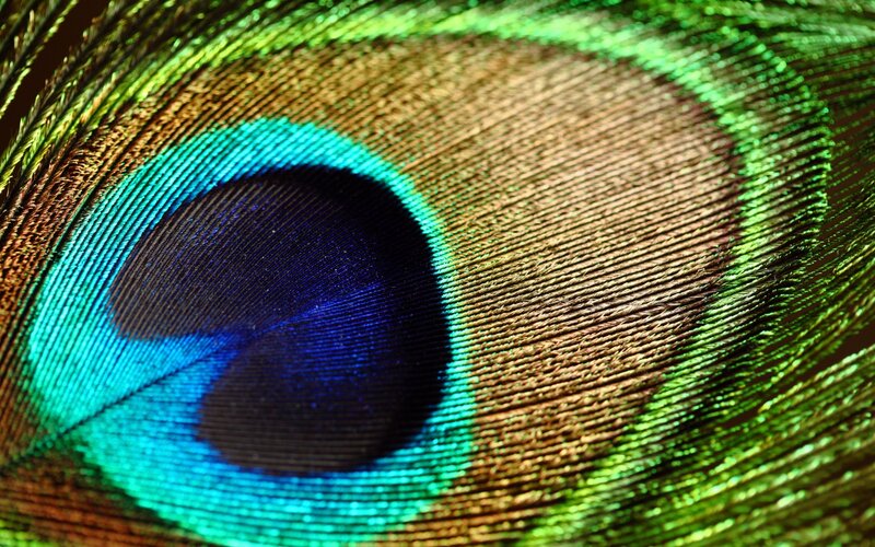 Peacock Feather Eye — Green, Vibrant, Photograph