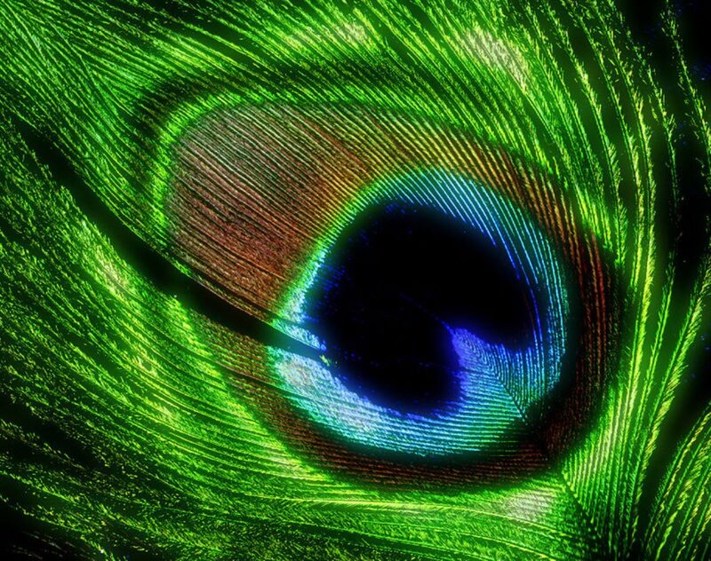 Peacock Feather Eye — Green, Vibrant