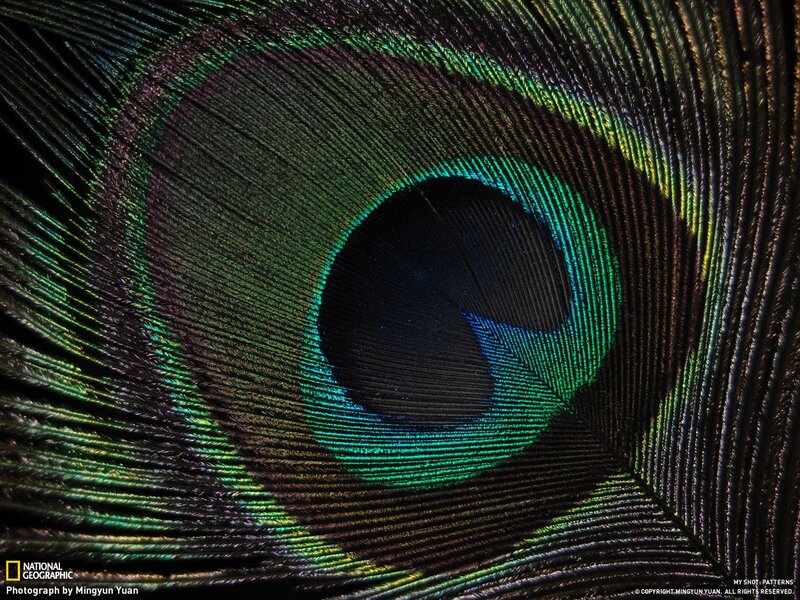 Peacock feather eye pattern