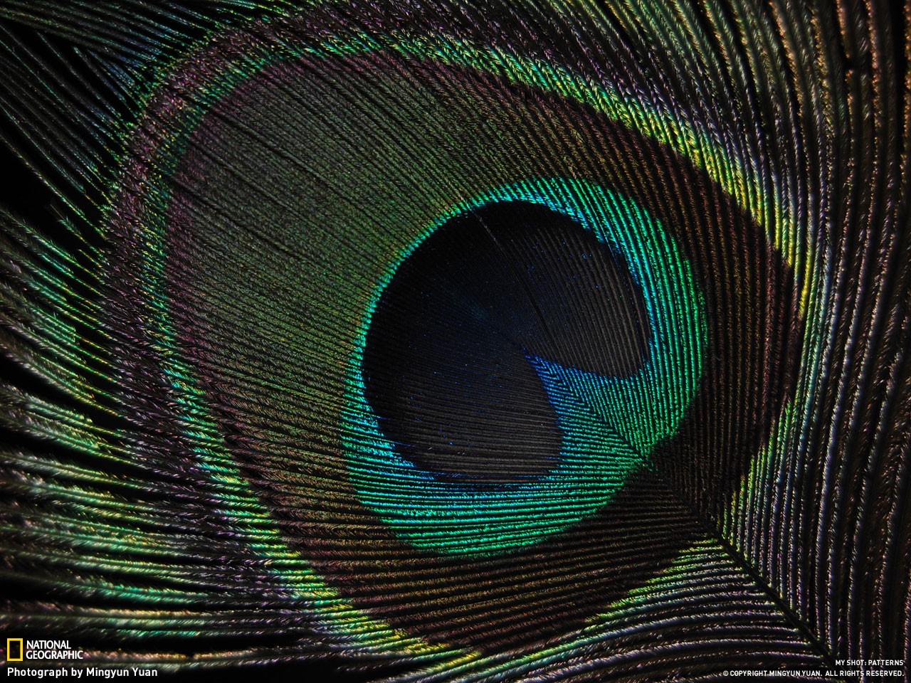Peacock feather eye pattern