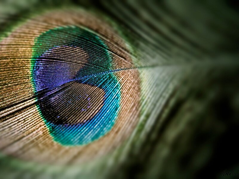 Peacock Feather Eye