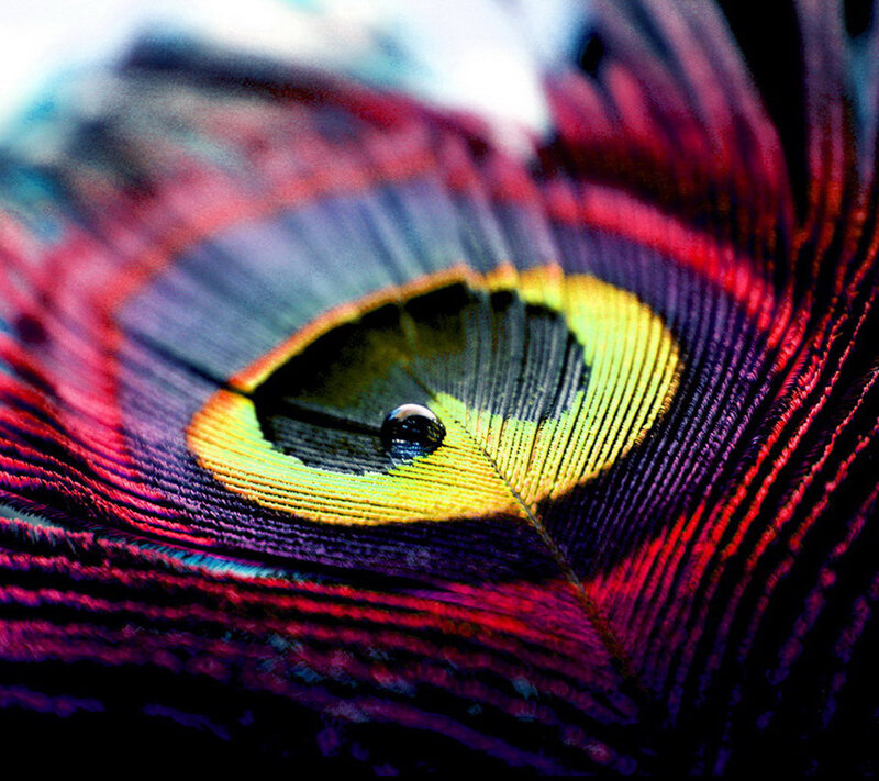 Peacock Feather Eye — Yellow