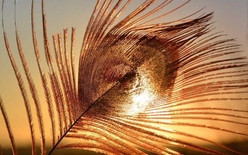 Peacock Feather — Gold