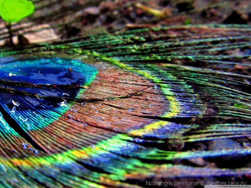 Peacock Feather — Green, Natural