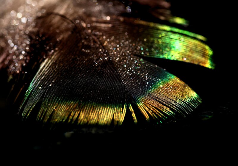 Peacock Feather — Green