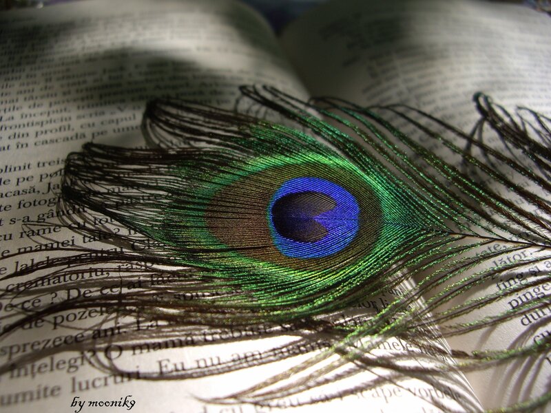 Peacock Feather on Book