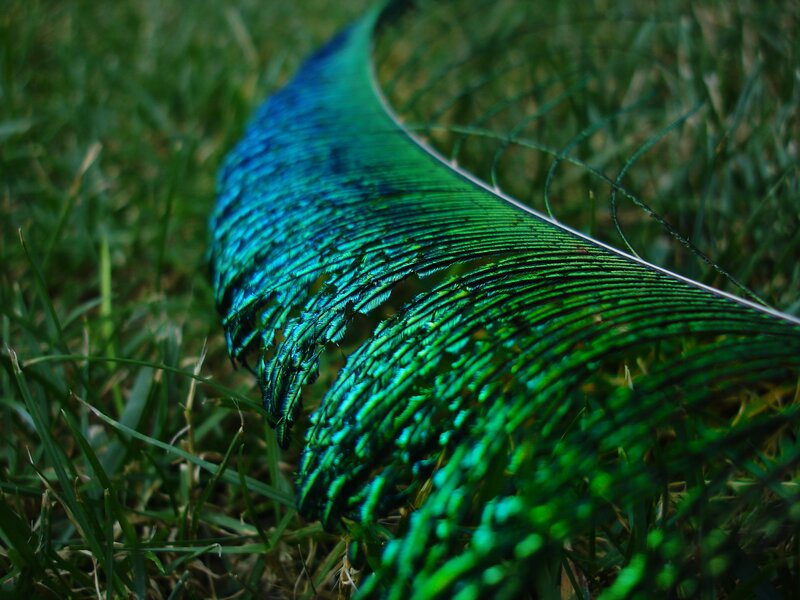 Peacock Feather on Grass
