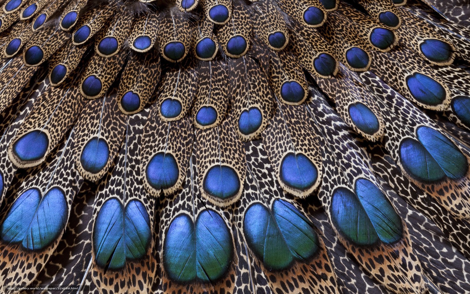 peacock feather pattern
