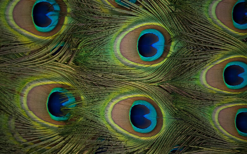 Peacock feather pattern