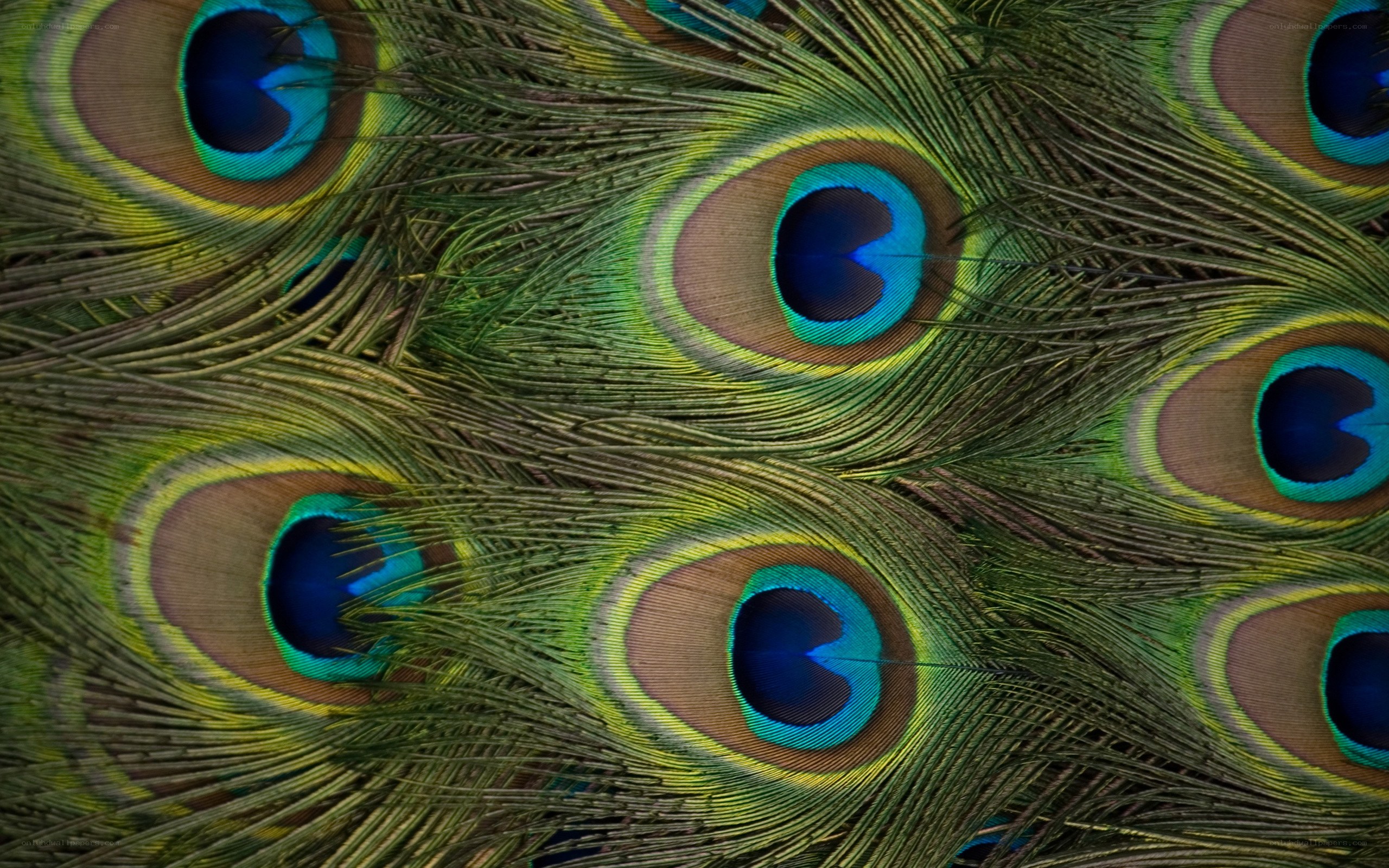 Peacock feather pattern