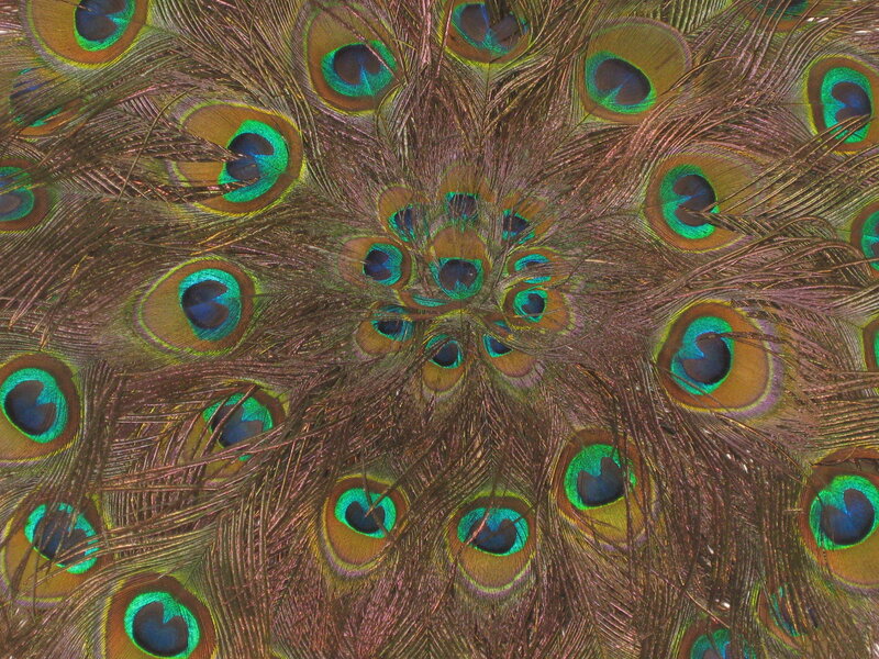 Peacock feather pattern