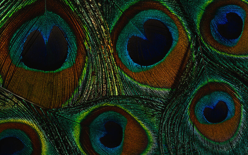 Peacock Feather Pattern — Green