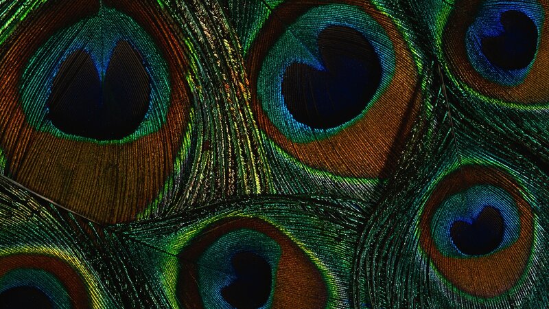 Peacock Feather Patterns