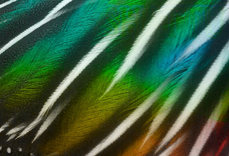 Peacock Feather Texture